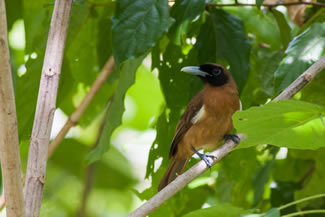 Rennellklauwiermonarch - Clytorhynchus hamlini